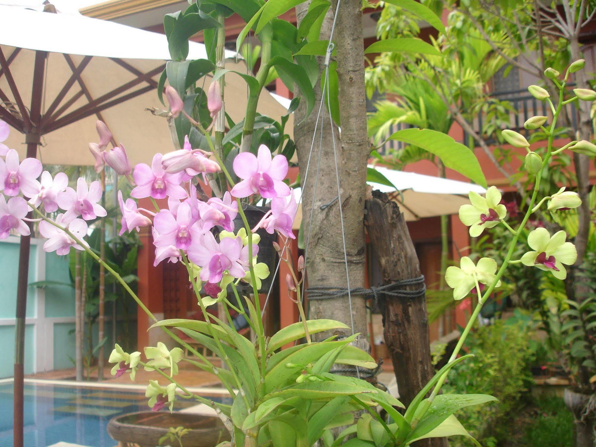 Jasmine Lodge Sziemreap Kültér fotó